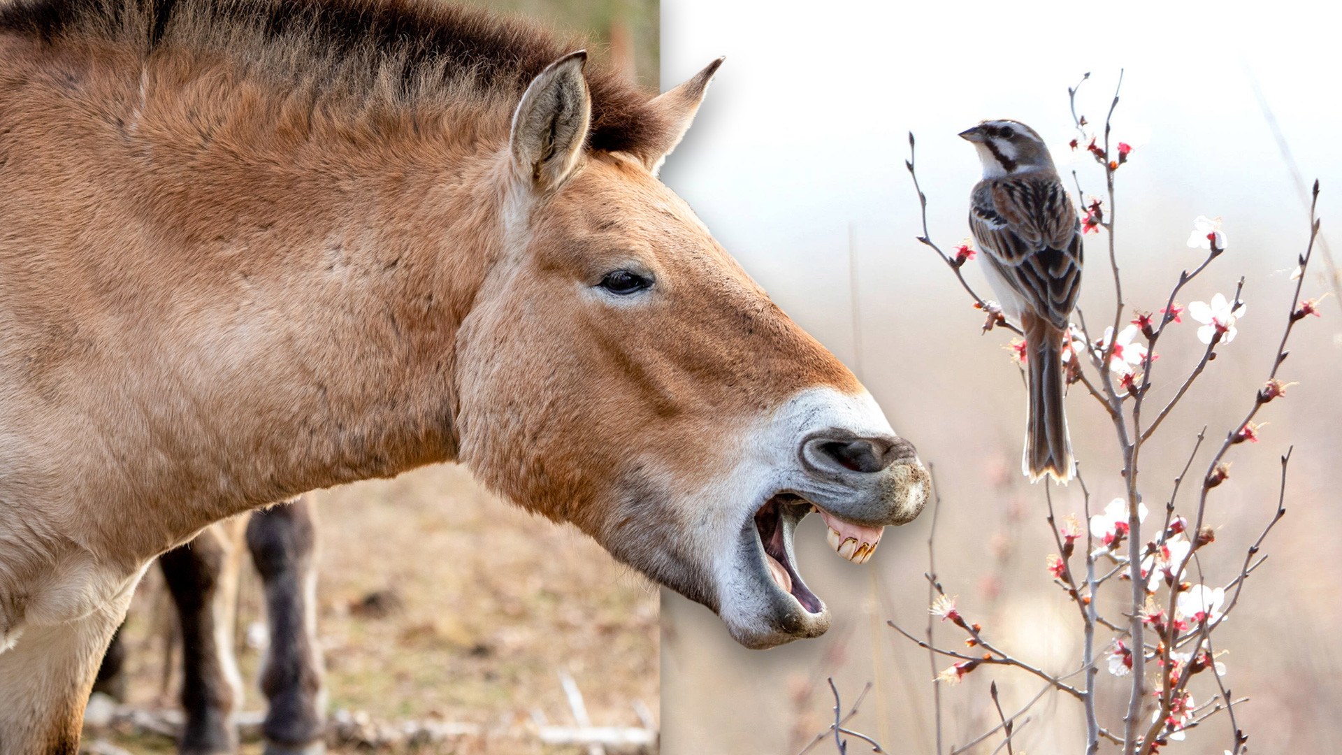 ロシアで 絶滅種 とされている動物 写真特集 ロシア ビヨンド