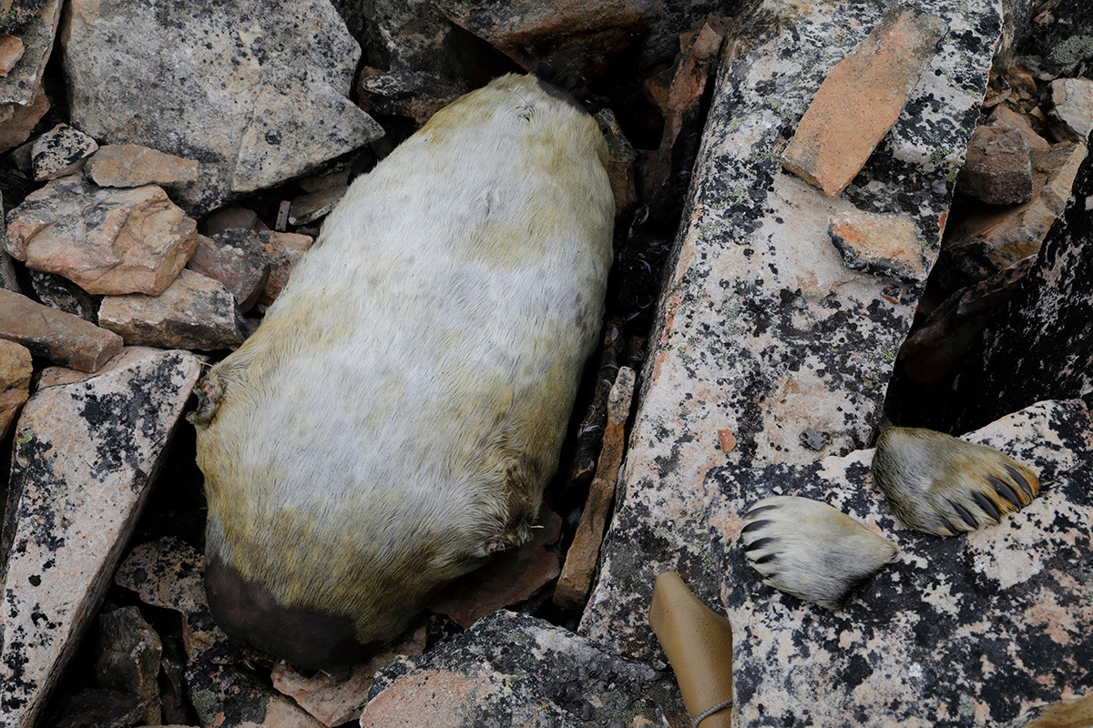Anjing laut diletakkan di batu untuk fermentasi buruh auk kecil, kiviak.