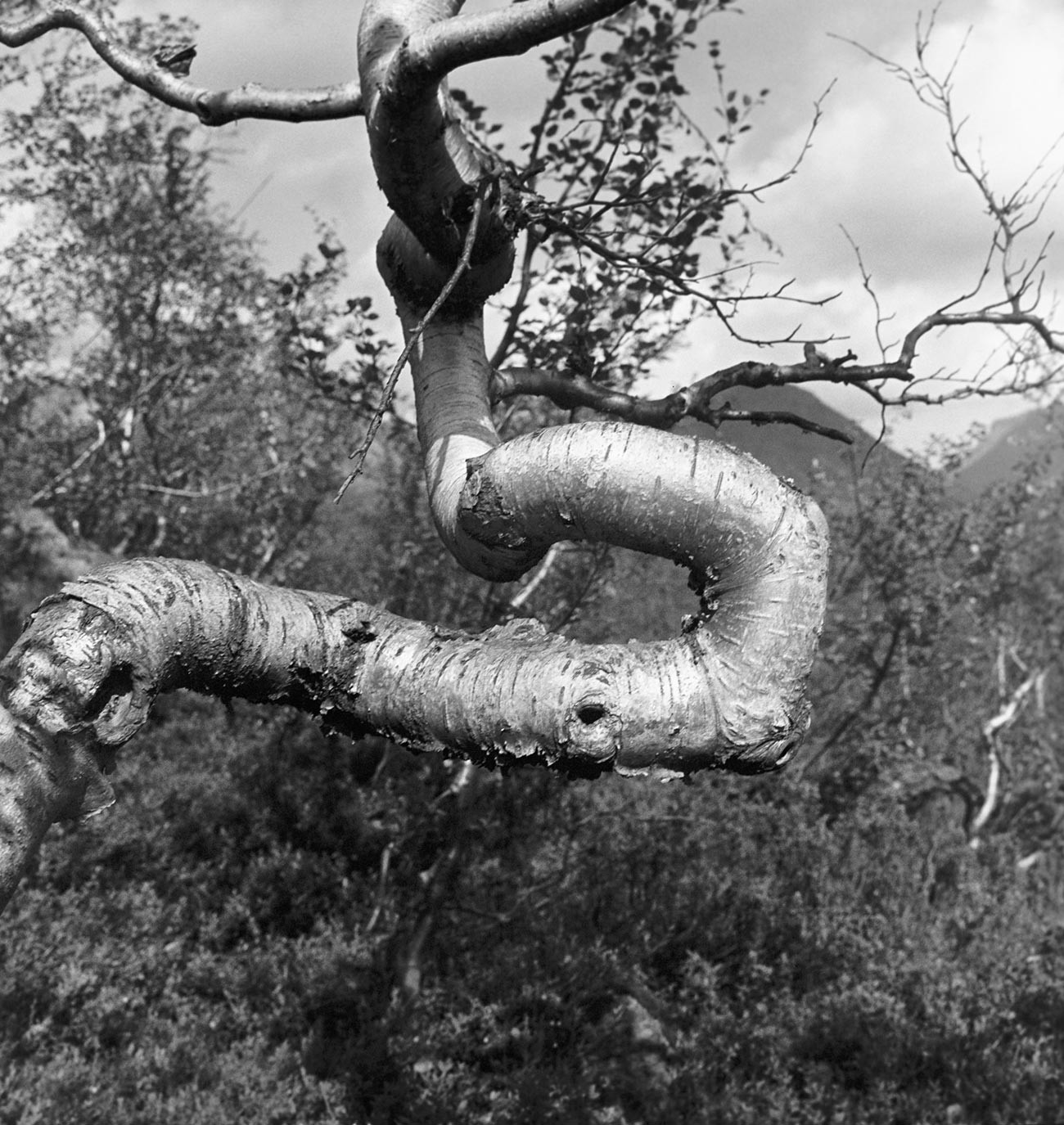 Una betulla contorta dai venti del nord (foto scattata in epoca sovietica)