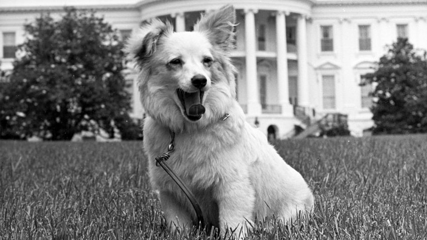 Anjing Soviet Pushinka, penuh keanggunan dan martabat, sedang menguap di depan Gedung Putih.