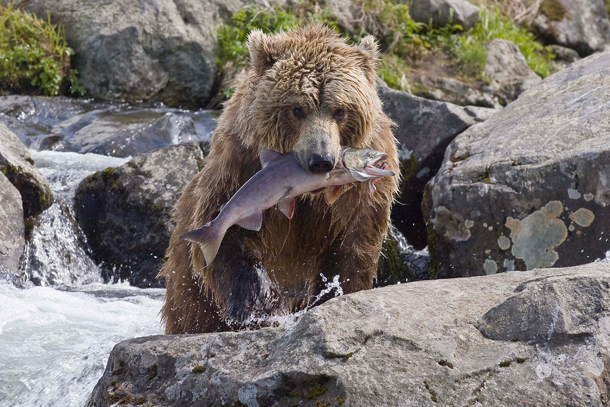 Ours avec un saumon sur la rivière Kambalnaïa, réserve de faune Ioujno-Kamtchatski