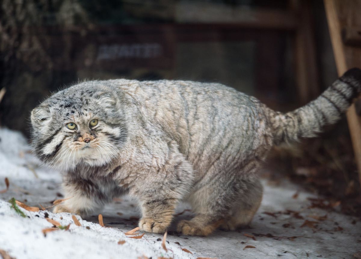 Вот такой котик живет в Московском зоопарке.