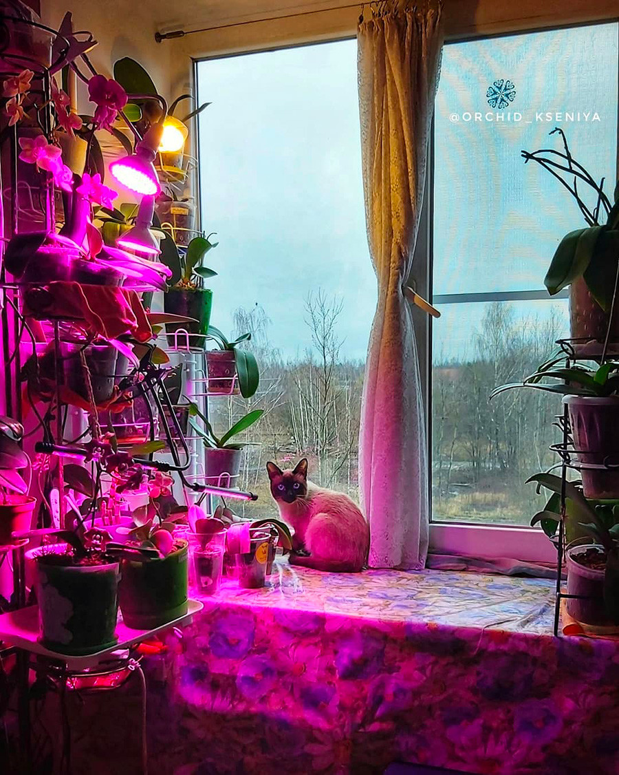 なぜロシアのアパートにはこれほどたくさんピンク色の窓があるのか 写真特集 ロシア ビヨンド