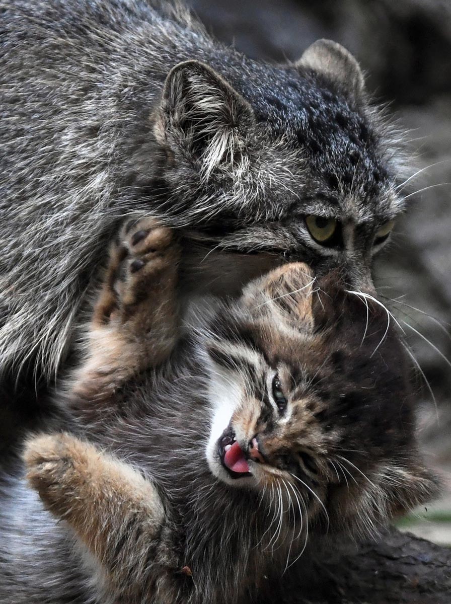 Manul and her kitten at the Novosibirsk Zoo
