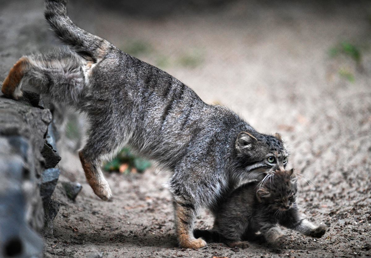 Manul and her kitten at the Novosibirsk Zoo