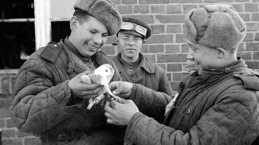 Sowjetische Soldaten halten Tauben in den Händen.