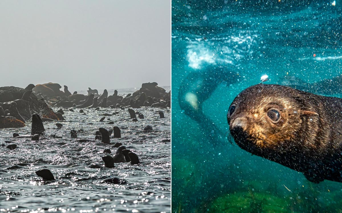 Dans les îles Kouriles, il a rencontré une bande de phoques curieux.