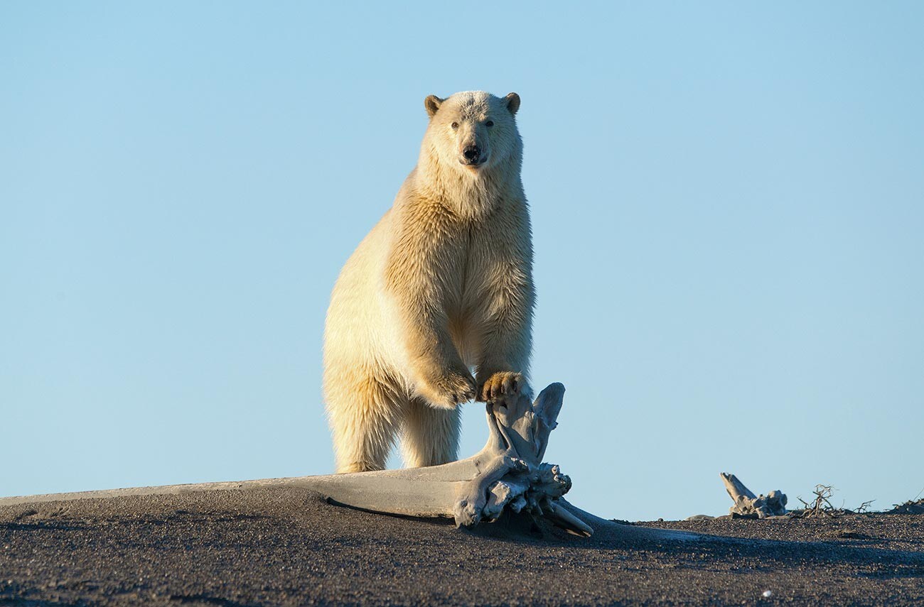 Polar bear on the coast of the East Siberian Sea
