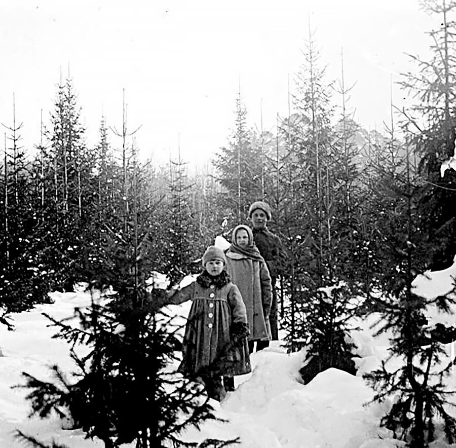 Dans une plantation de sapins, années 1910
