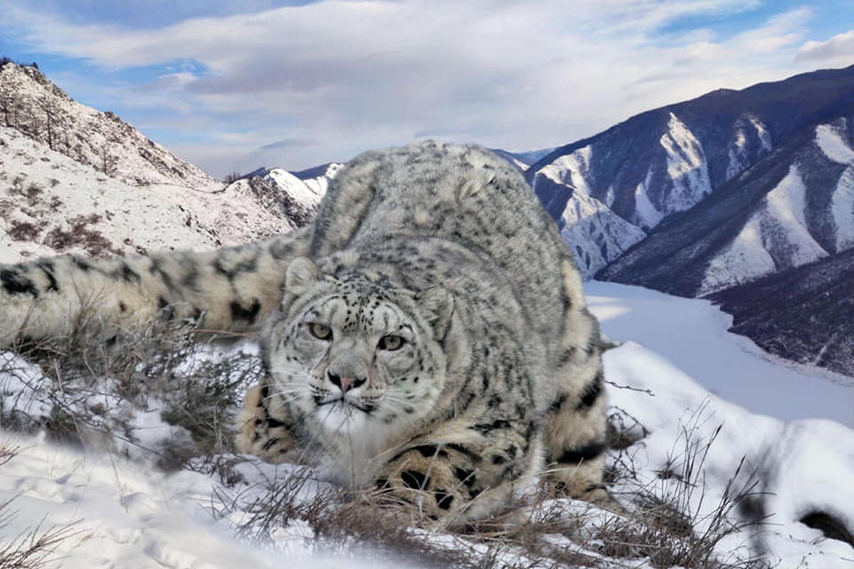 Pourquoi le léopard des neiges porte-t-il sa queue entre ses dents