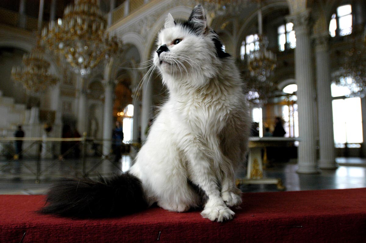 エルミタージュ美術館のサイベリアン猫