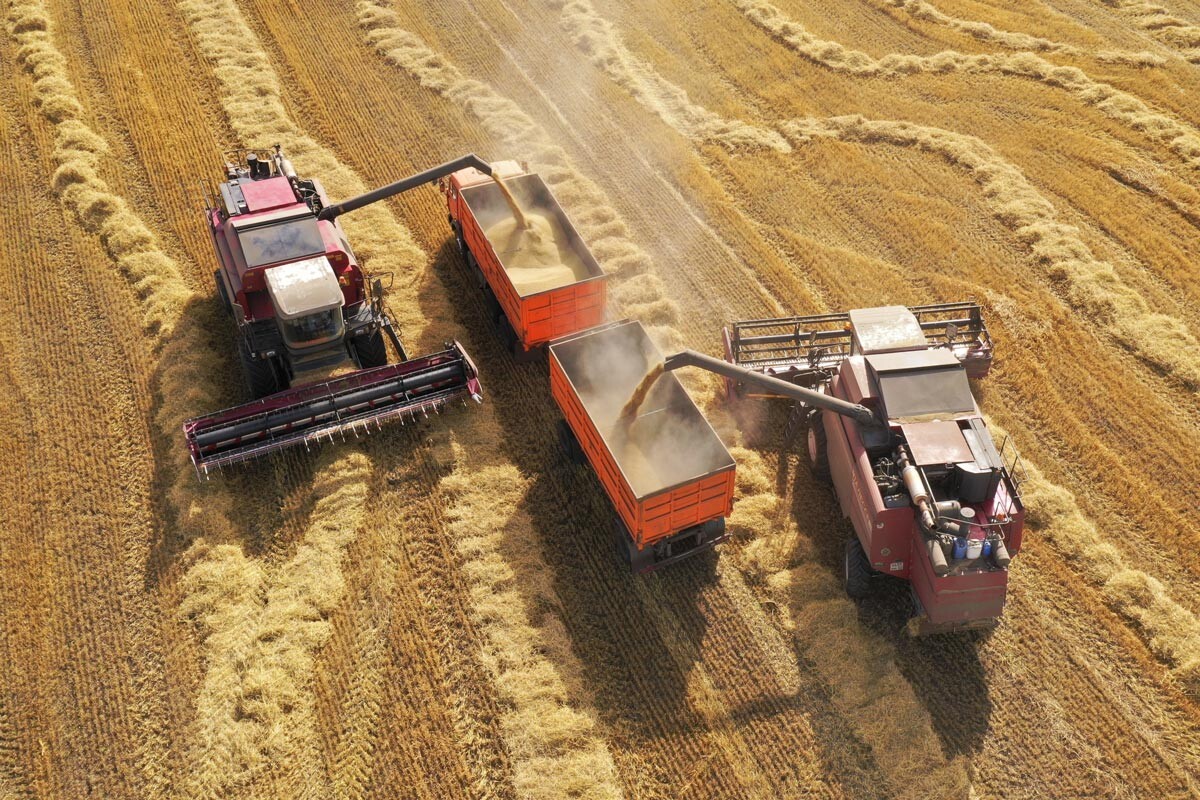 Рязанская область. Комбайны во время уборки урожая пшеницы на полях ООО 