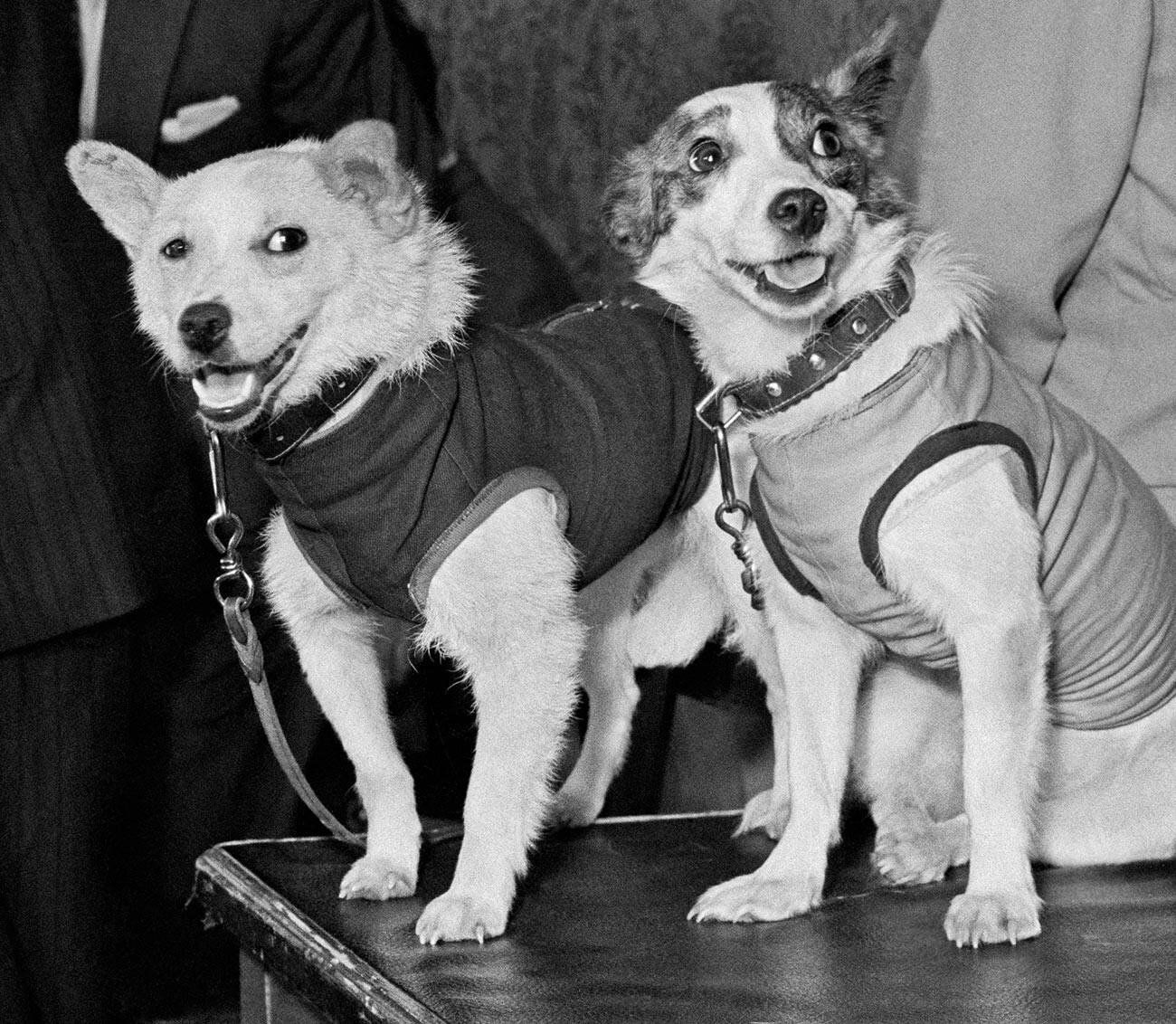 Los perros espaciales soviéticos Belka y Strelka