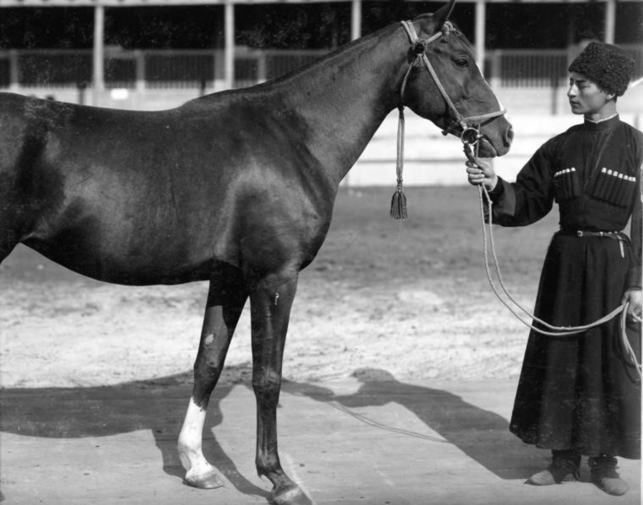 Ein Mann posiert mit einem Pferd zum Verkauf, 1900er Jahre.