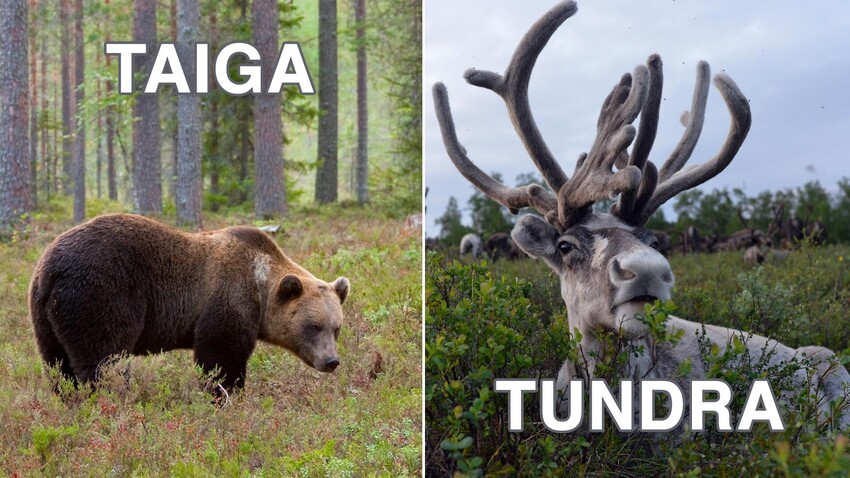 What’s the difference between TUNDRA and TAIGA? - Russia Beyond