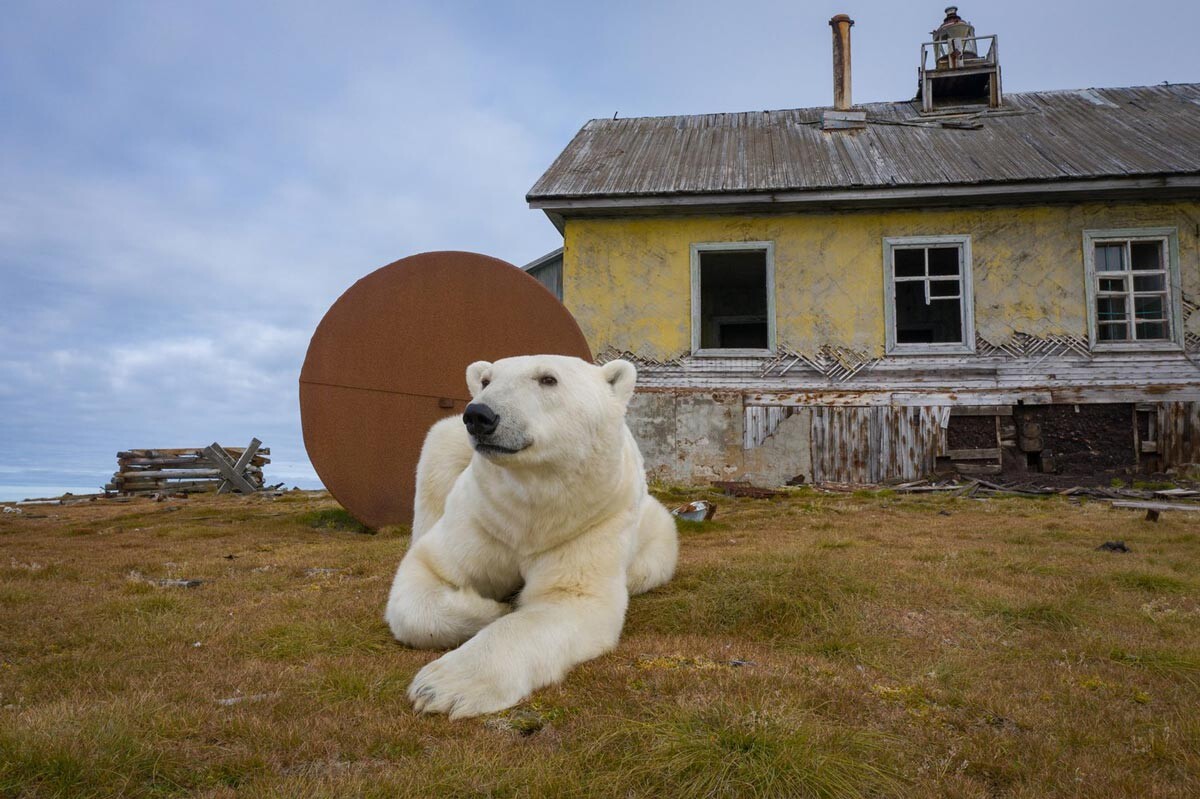 Polar bears settled on an abandoned meteorological station in Chukotka
