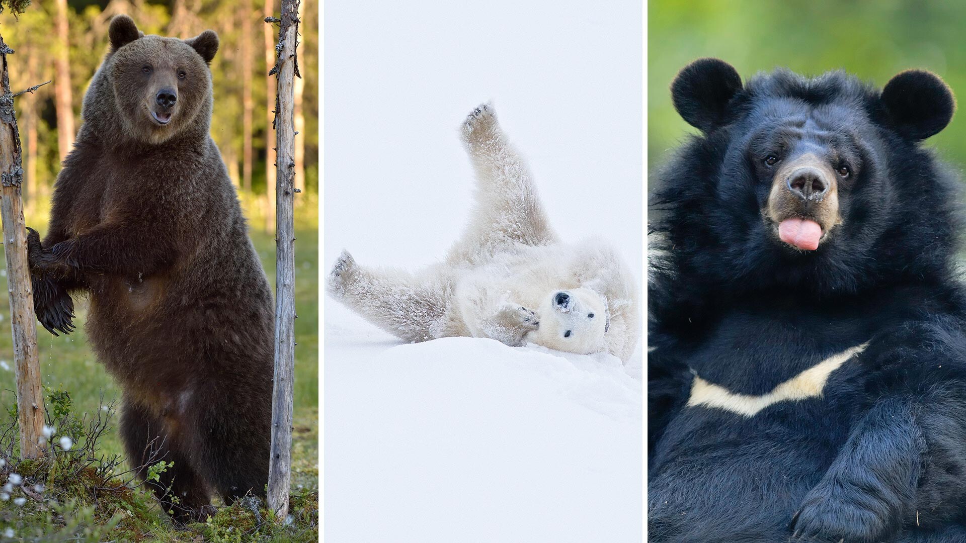What species of bear live in Russia? (PHOTOS) Russia Beyond