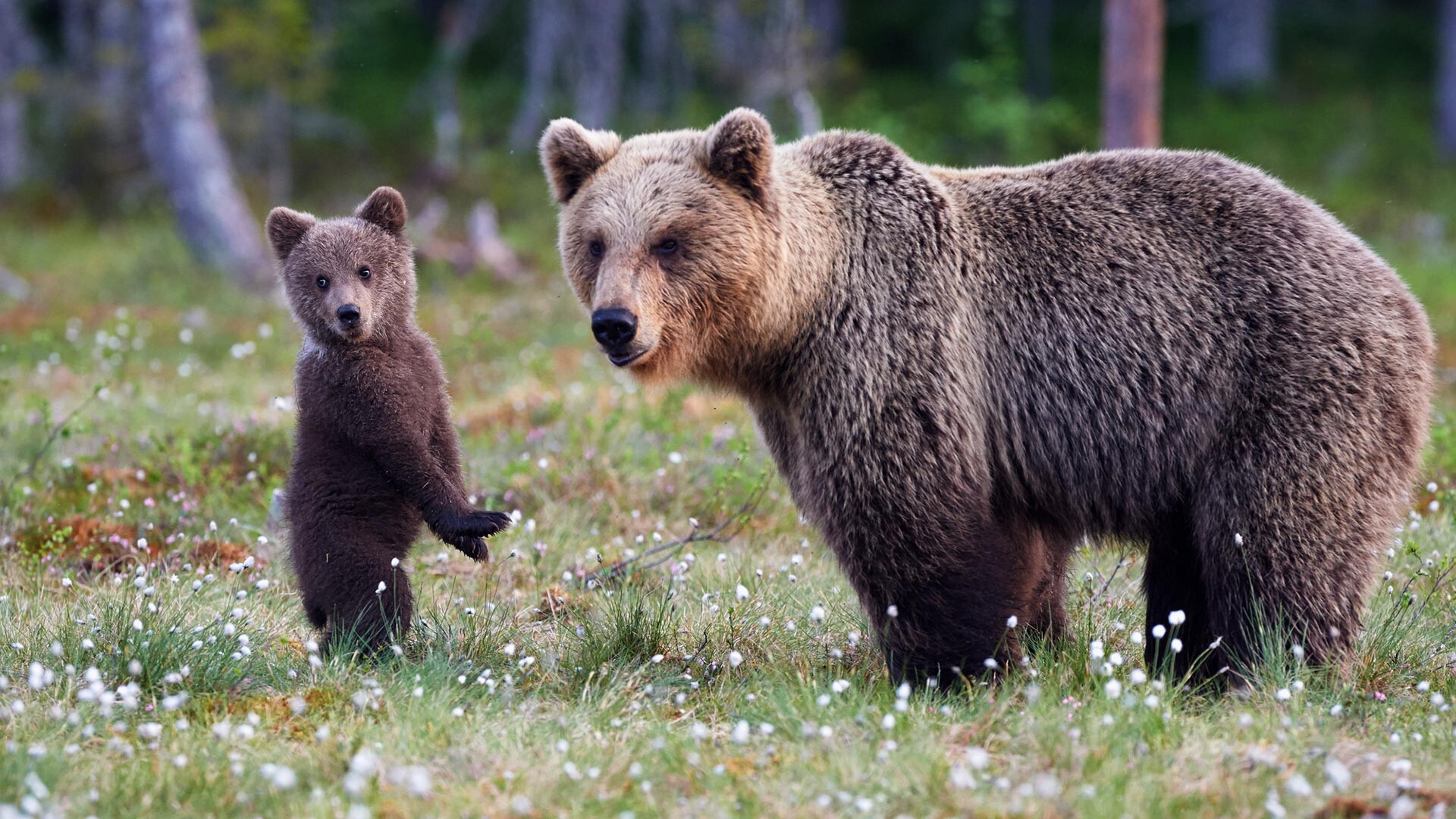 Welche Arten Von Bären Leben In Russland Fotos Russia Beyond De 