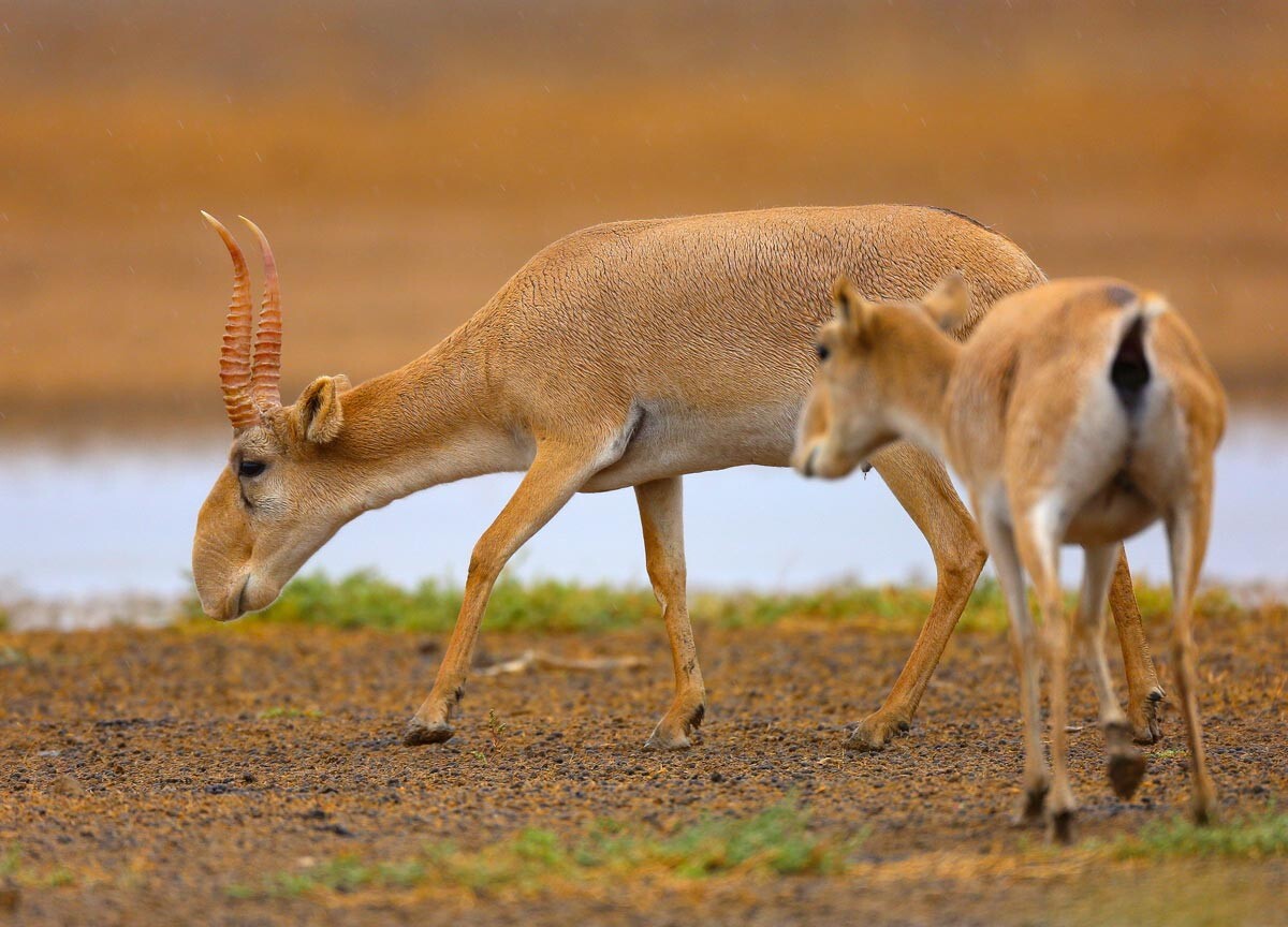 5 facts about a rare steppe antelope called the saiga Russia Beyond