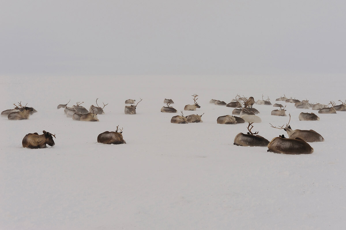 Полуострво Јамал, Сибир, 10. март 2011. Крдо ирваса у тундри, у близини Ненецког насеобине.