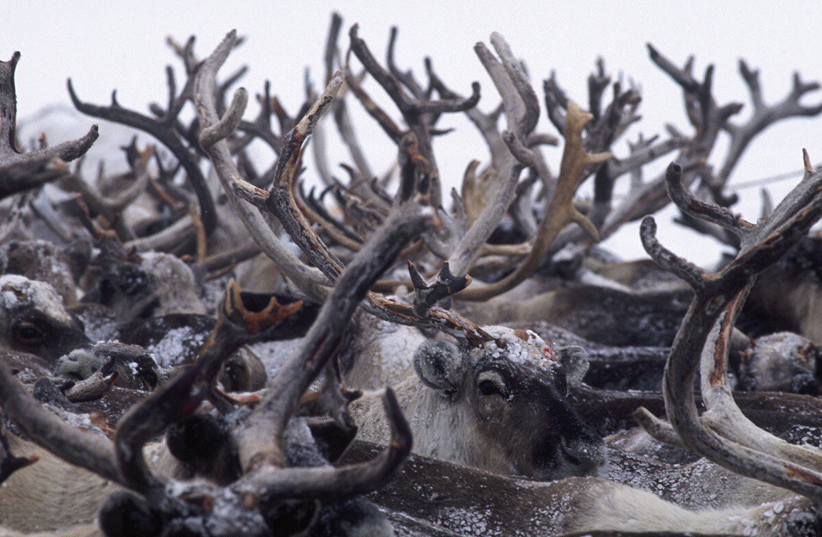 Ово велико крдо ирваса припада Ненцима, народу који живи на Далеком северу Русије дуж Арктичког океана и користе ирвасе за транспорт и за храну.