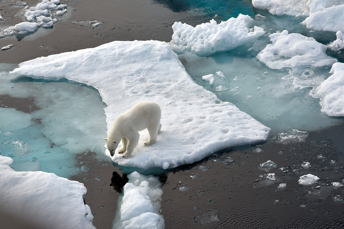 A polar bear stands on an ice floe in the Arctic Ocean