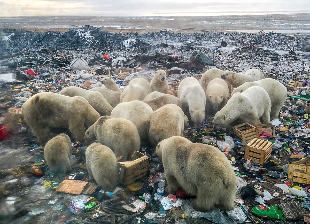 Beruang kutub makan di tempat pembuangan sampah di kepulauan Novaya Zemlya.