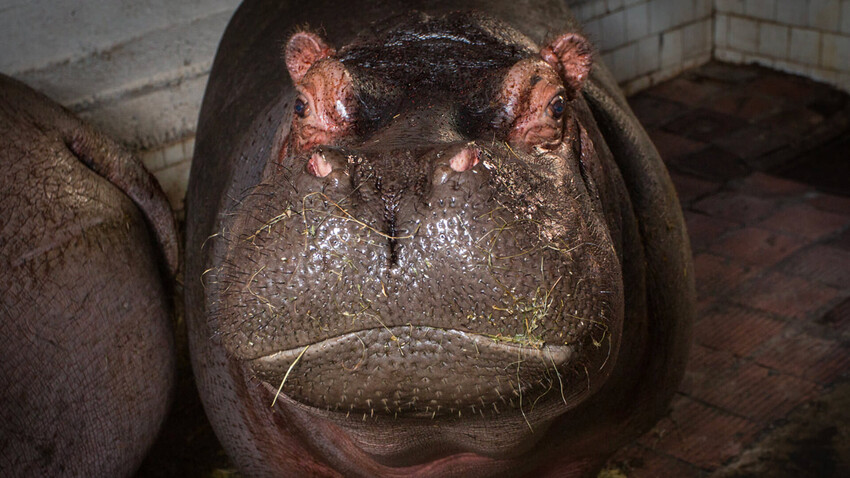 Hipopótamo do zoológico de Kaliningrado.