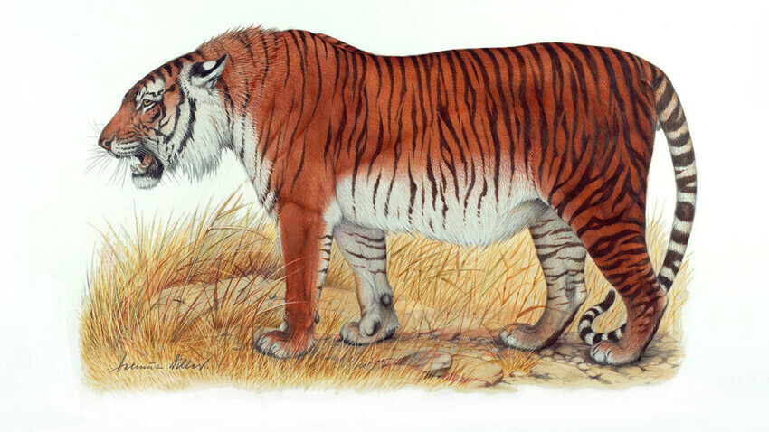 Касписки тигар, цртеж

