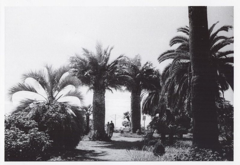 Абхазские пальмы