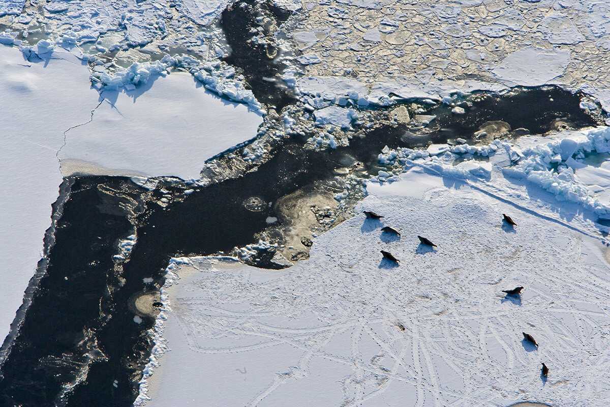 Focas en el hielo del Mar Blanco, región de Arjánguelsk