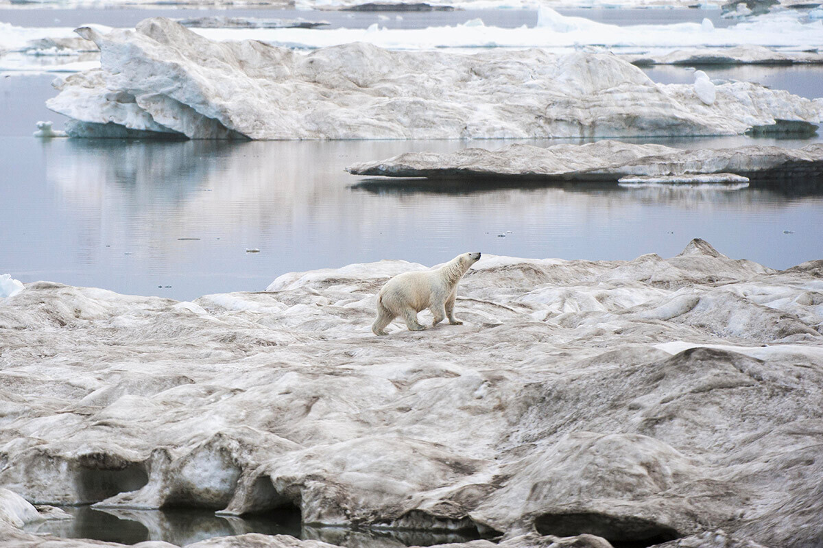 Un orso polare cammina su una lastra di ghiaccio vicino all'isola di Wrangel 