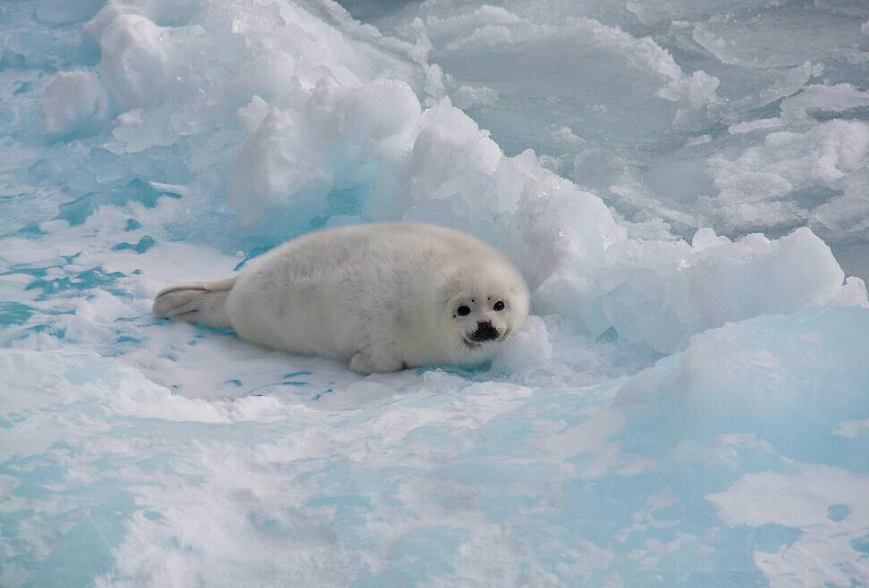 Una foca tra i ghiacci dell'estremo nord
