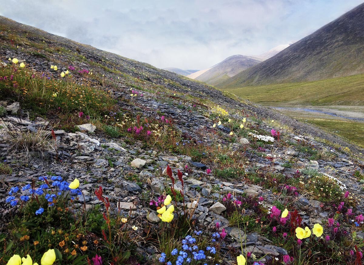 «Fleurs sur l’île Wrangel»