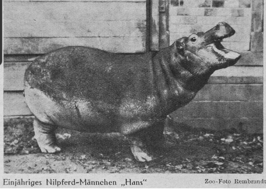 A pre-war photo of Hans