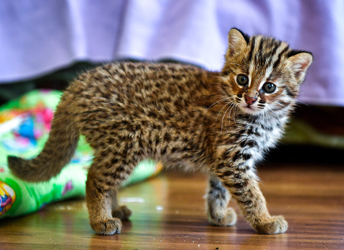 Filhote de gato-leopardo de Amur de apenas um mês chamado Zabava