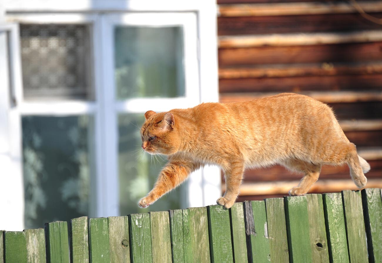 Die Katze läuft am Zaun in Baikalsk entlang.