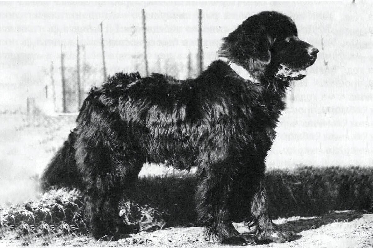 5 extinct animals that used to live in Russia (PHOTOS) Russia Beyond