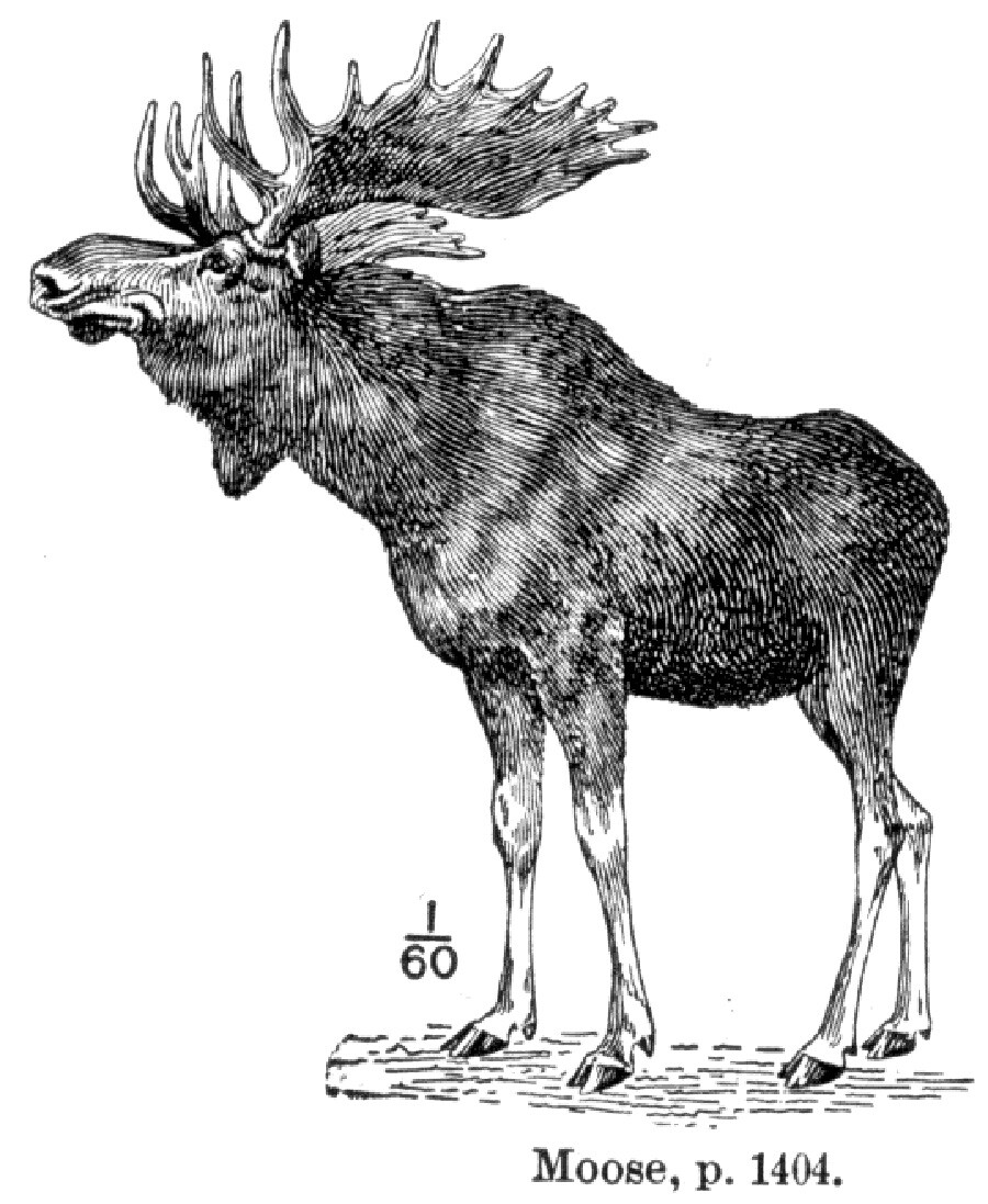 The drawing of a Caucasian moose.