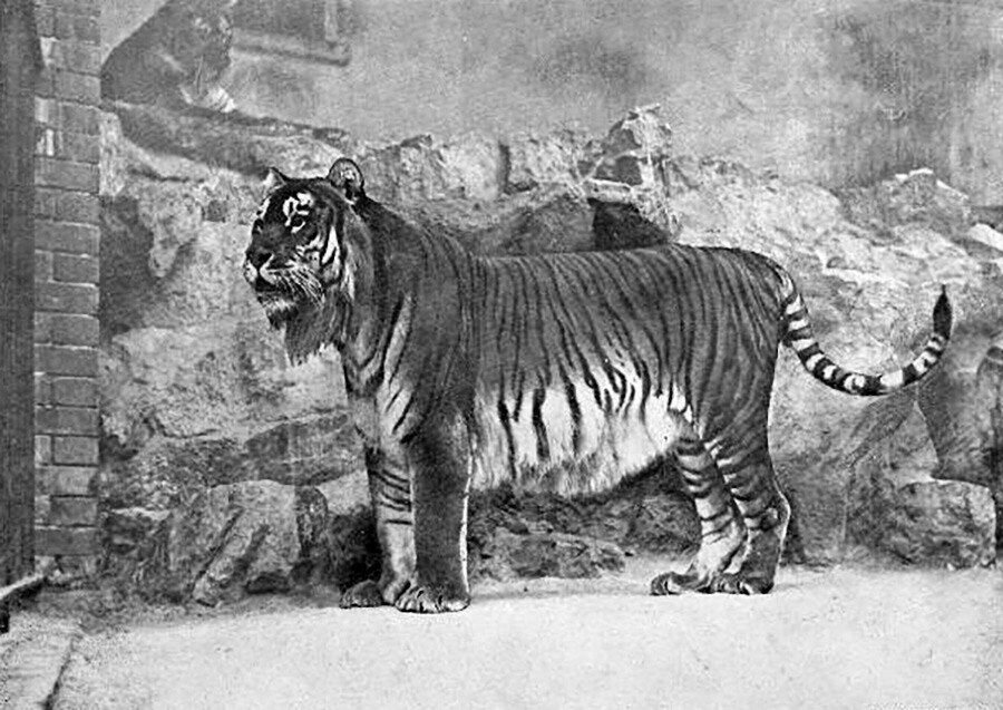Foto langka harimau kaspia. Foto ini diambil di Taman Zoologi Berlin pada 1899.