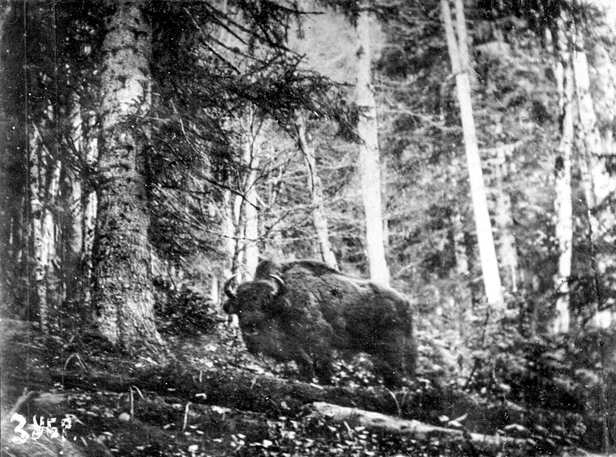 Satu-satunya foto bison kaukasus di alam liar. Akhir abad ke-19.