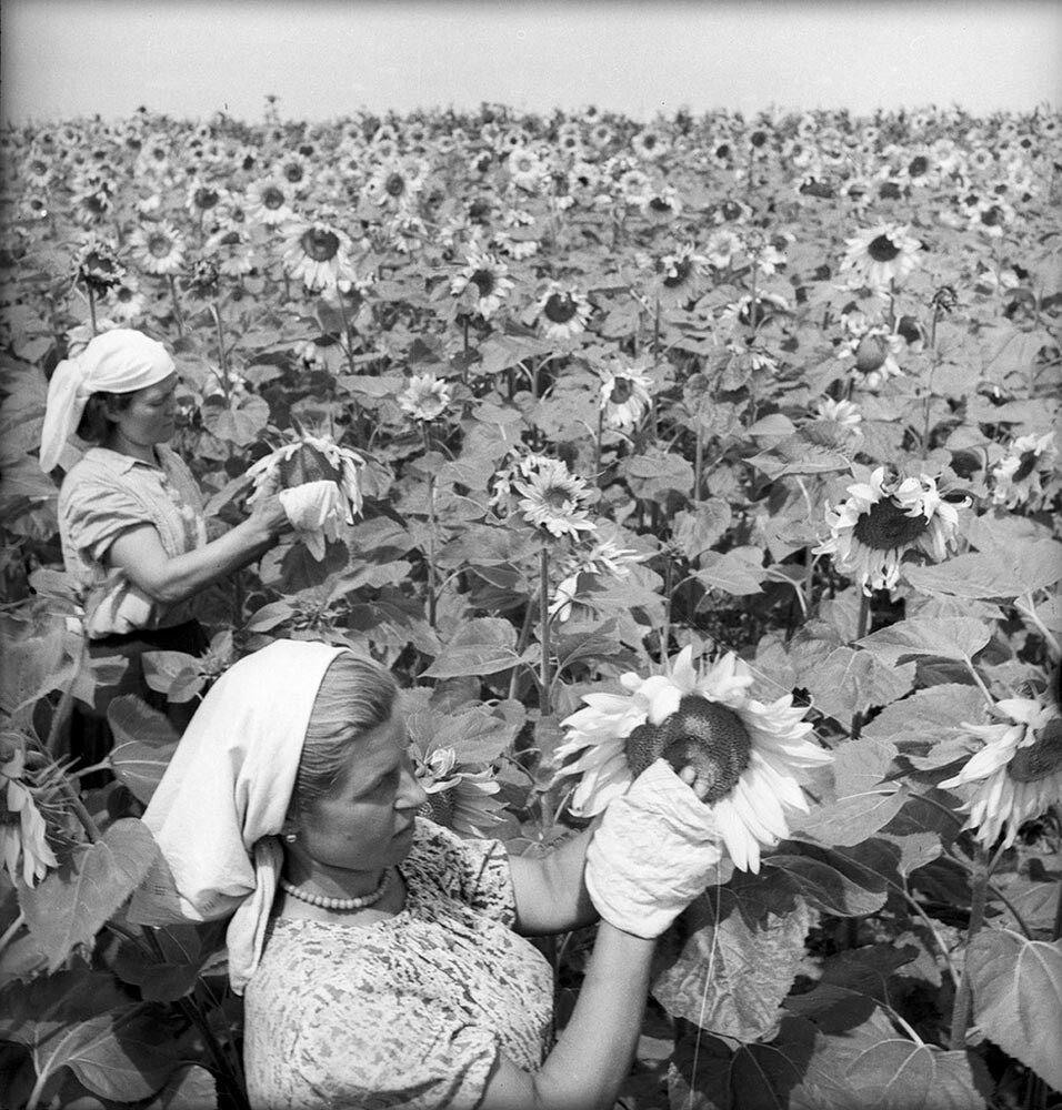 Des femmes soviétiques récoltant des graines de tournesol