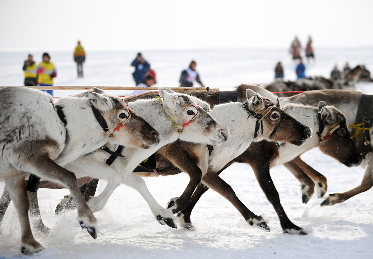 How Fast Can Reindeer Run Pulling A Sled Photos Russia Beyond