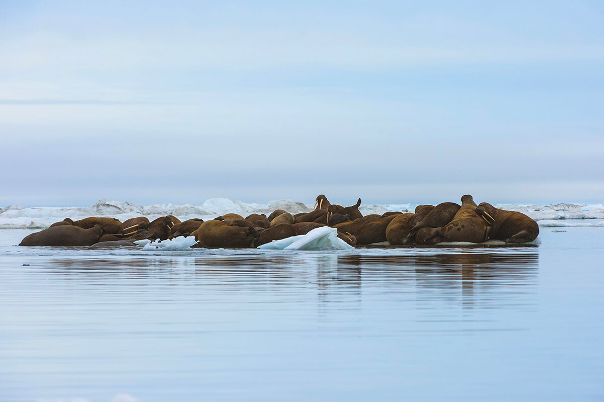 Eine Gruppe von Walrossen ruht sich auf einer Eisscholle auf der Wrangelinsel aus.
