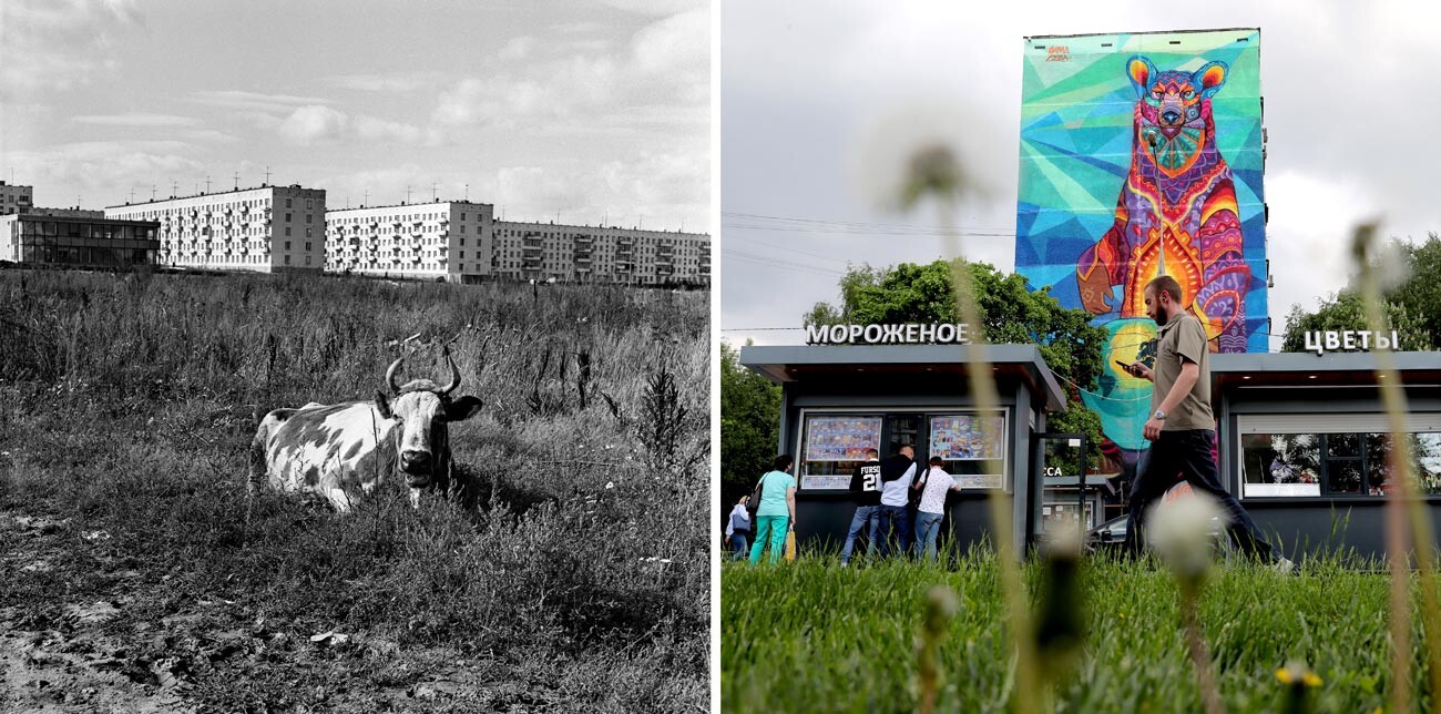 Esquerda: Vaca em Beliaevo-Bogorodskoie, 1968; Direita: grafite de 30 metros criado para a Copa do Mundo de 2018 na lateral de prédio residencial na rua Profsoyuznaya