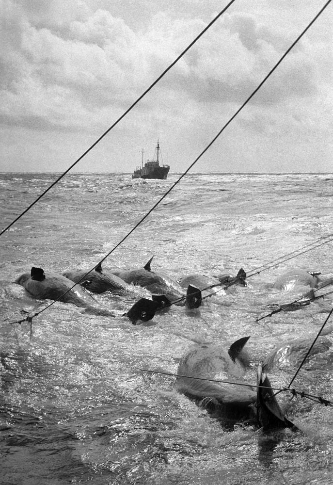 Krai de Primorski, 1965. Flotilha de caça a baleias.