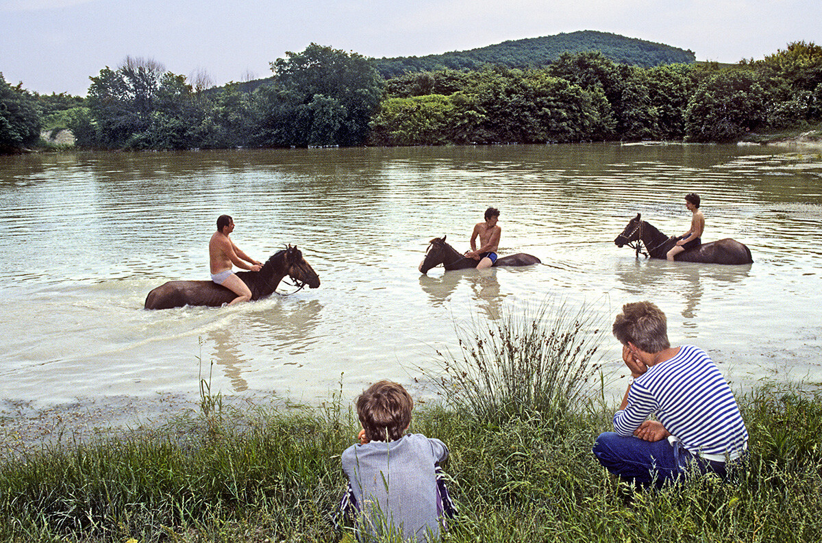 クラスノダールで馬が水浴びしている。
