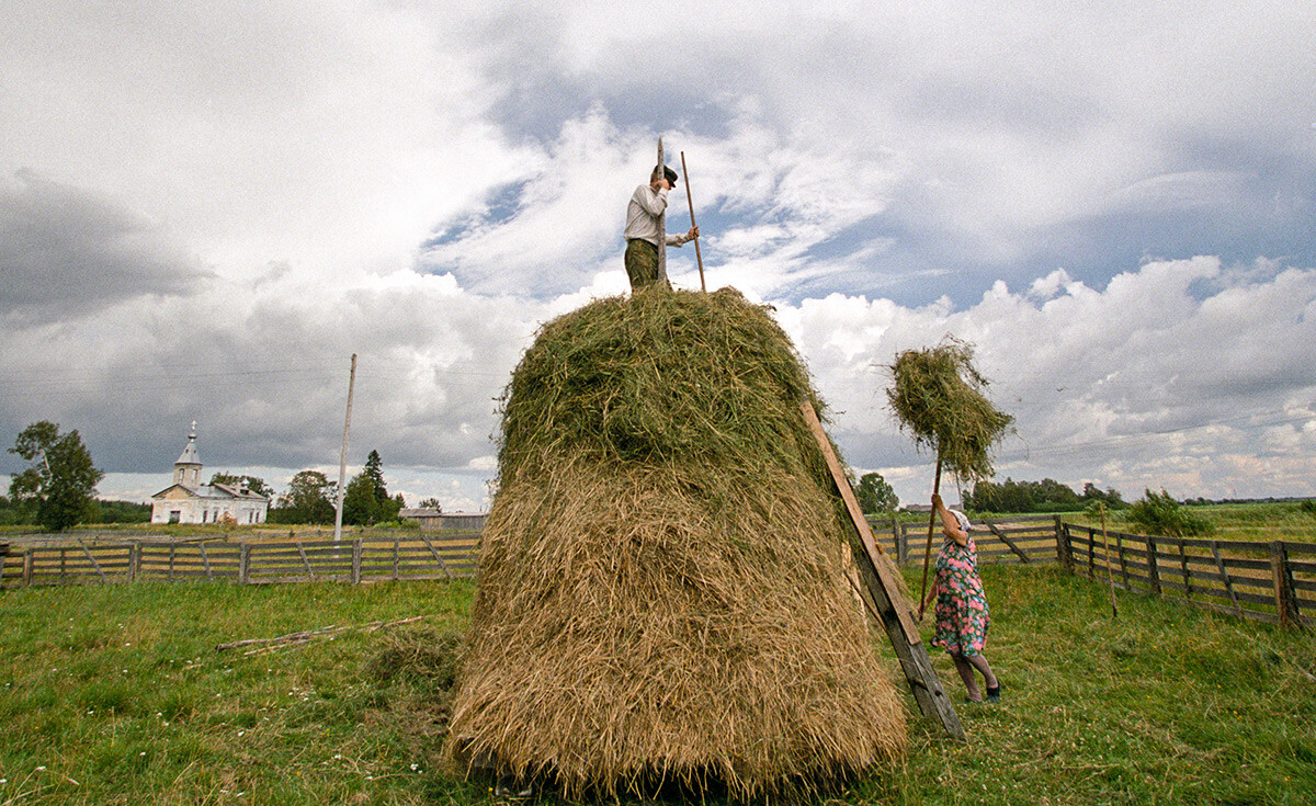 アルハンゲリスク州で干し草を積み上げる人々