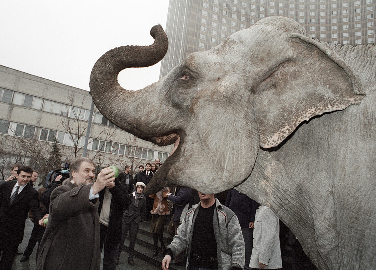 Ein Elefant namens Chani spaziert während der Dreharbeiten zum Film „Der Oligarch