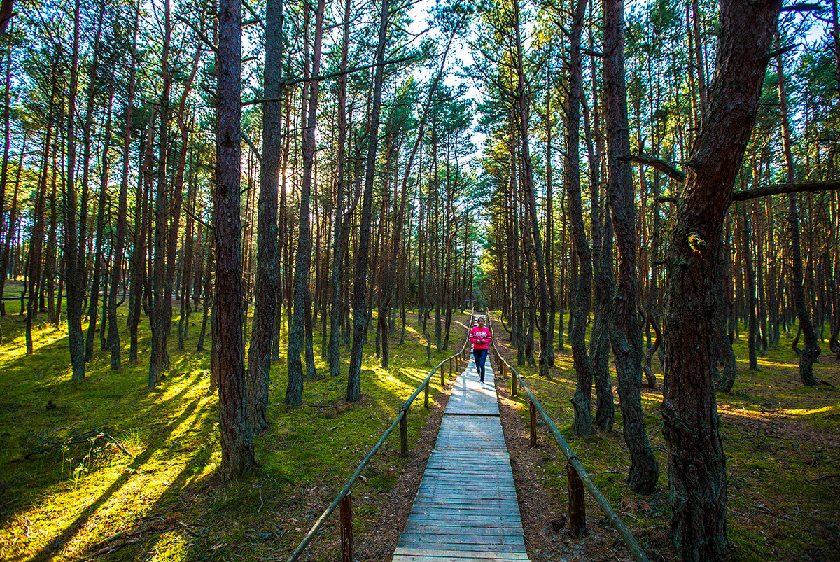 Plešoči gozd v vasi Lesnoj, ki je del nacionalnega parka Kurska kosa